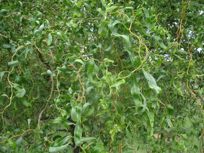 Online Plant Guide Salix Matsudana Scarlet Curls Scarlet Curls Willow